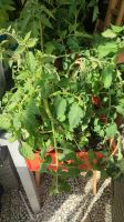 Tomatenpflanzen Niedersachsen - Cloppenburg Vorschau
