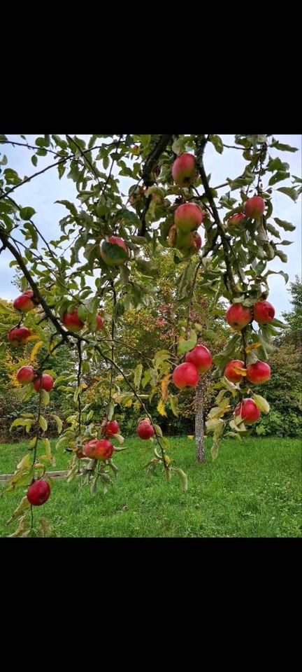 Zu verkaufen Freizeitgrundstück Gartengrundstück in Gellmersbach in Eberstadt