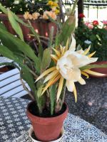 Epiphyllum oder Blattkaktus gelb weiß sehr groß Rheinland-Pfalz - Kaiserslautern Vorschau