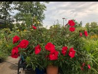 Riesenhybiskus 20cm Blüten im 50L Topf — noch 3 Pflanzen übrig — Berlin - Treptow Vorschau