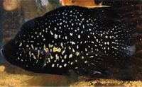 Paratilapia bleekeri big spots NZ ca 7-9cm Madagaskarbuntbarsch Sachsen - Kitzscher Vorschau