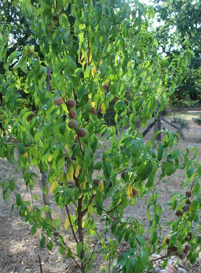 rotfleischiger Weinbergpfirsich getrocknete Stücke; Einheimisches in Bad Belzig