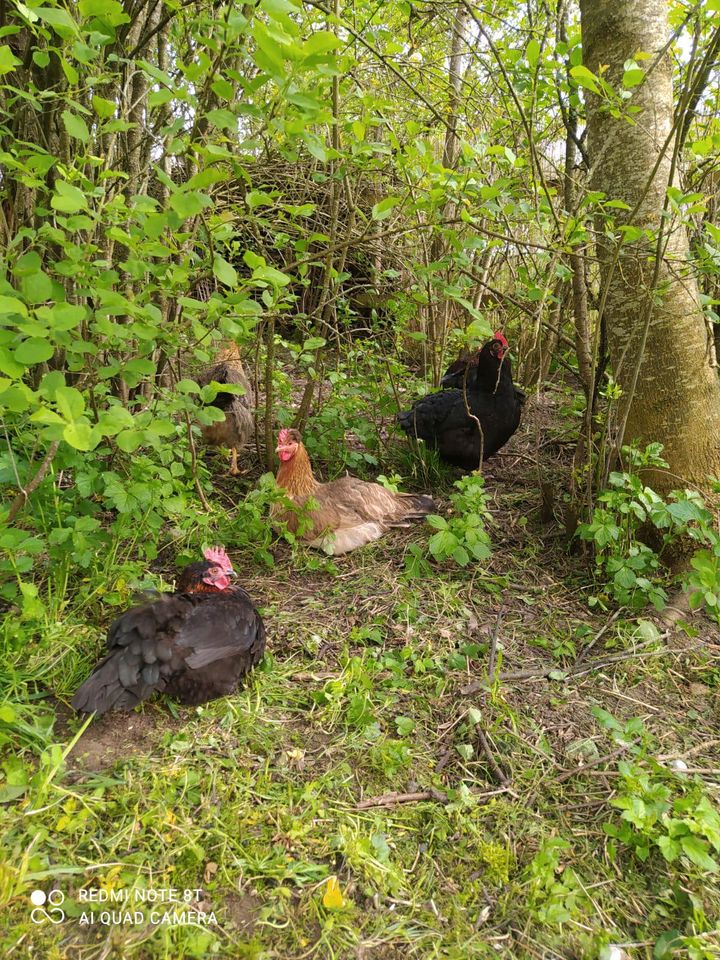 Eier Rassehüner Maran Sussex Mechelner Araucana in Wolpertshausen