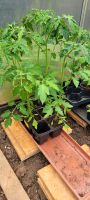 Letzte Chance - Tomatenpflanzen unterschiedliche Sorten Hessen - Villmar Vorschau