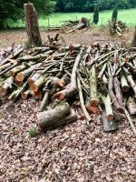 Holz Eibe abzugeben Schleswig-Holstein - Lütjensee Vorschau