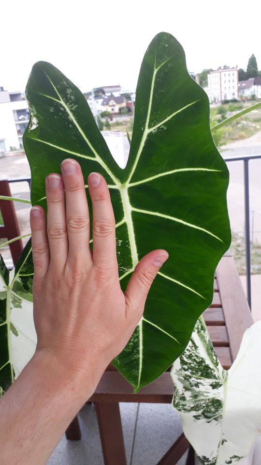 Alocasia Frydek Variegata in Achern