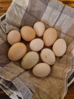 Täglich frische Eier von meinen Landhühnern Mecklenburg-Vorpommern - Altwigshagen  Vorschau