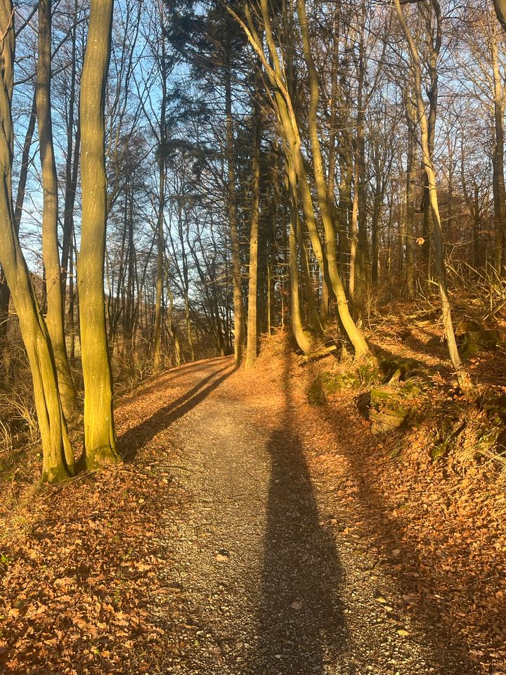 Spezialbaumfällung, Rodung, Baumfällung in Schwalmtal