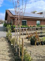 Prunus serrulata Royal Burgundy Japanische Nelkenkirsche Niedersachsen - Sögel Vorschau