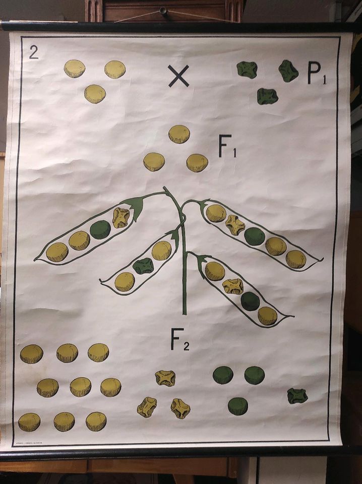 Lehrtafel Genetik / Lehrkarte / vintage / 60er  / 70er in Würzburg