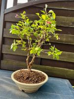 Bonsai Kirsche Kojou No Mai Saarland - Neunkirchen Vorschau