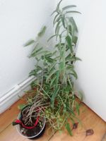 Plant looking for a new home Mitte - Wedding Vorschau