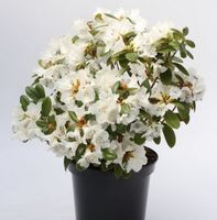 Duftende Rhododendron Snow Lady 40-50cm - Rhododendron leucaspis Niedersachsen - Bad Zwischenahn Vorschau