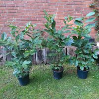 SONDERPREIS !!! Schöne Prunus Laurocerasus ,, Rotundifolia " Nordrhein-Westfalen - Grefrath Vorschau