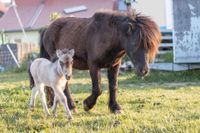 Ferienwohnung Kinder Ponyreiten Rhön Bauernhof Schafe FeWo Pony Bayern - Geroda Vorschau