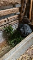 Kaninchen Mini Lop in liebe Hände abzugeben Bayern - Veitshöchheim Vorschau