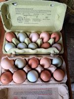 Frische Hühner Eier Bayern - Altenstadt Iller Vorschau