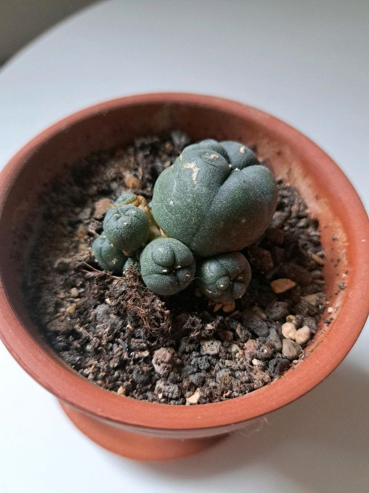 Peyote Pflanze Kaktus Lophophora Williamsii in Bibertal