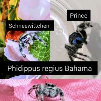 Phidippus regius - Springspinnen Bayern - Erlangen Vorschau