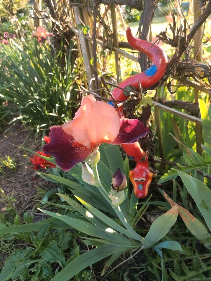 Schwertlilie hoch orange rot Iris in Weitramsdorf