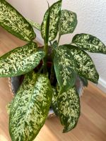 Dieffenbachia camilla compacta Ableger Zimmerpflanze Sachsen-Anhalt - Magdeburg Vorschau