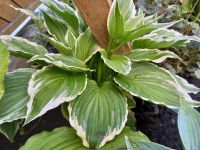 HOSTA FUNKIE grün weiss winterhart Blume Pflanze Garten Nordrhein-Westfalen - Waltrop Vorschau