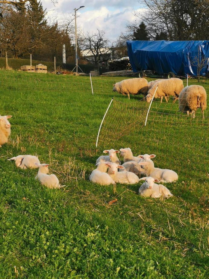 Ostfriesische Milchschafe Schafe in Friedrichshafen