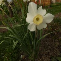 Frühlingsnarzissenzwiebeln Thüringen - Bad Langensalza Vorschau