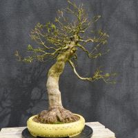 Bonsai Feuerahorn Sachsen - Frauenstein Vorschau