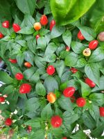 2 Chili Sorten, Roxy, Fidalgo Roxa, Tomatenpflanzen, Physalis Niedersachsen - Edemissen Vorschau