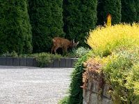 Haus in Graupa, Großsedlitz, Heidenau, Pirna und Umgebung Nordrhein-Westfalen - Lennestadt Vorschau