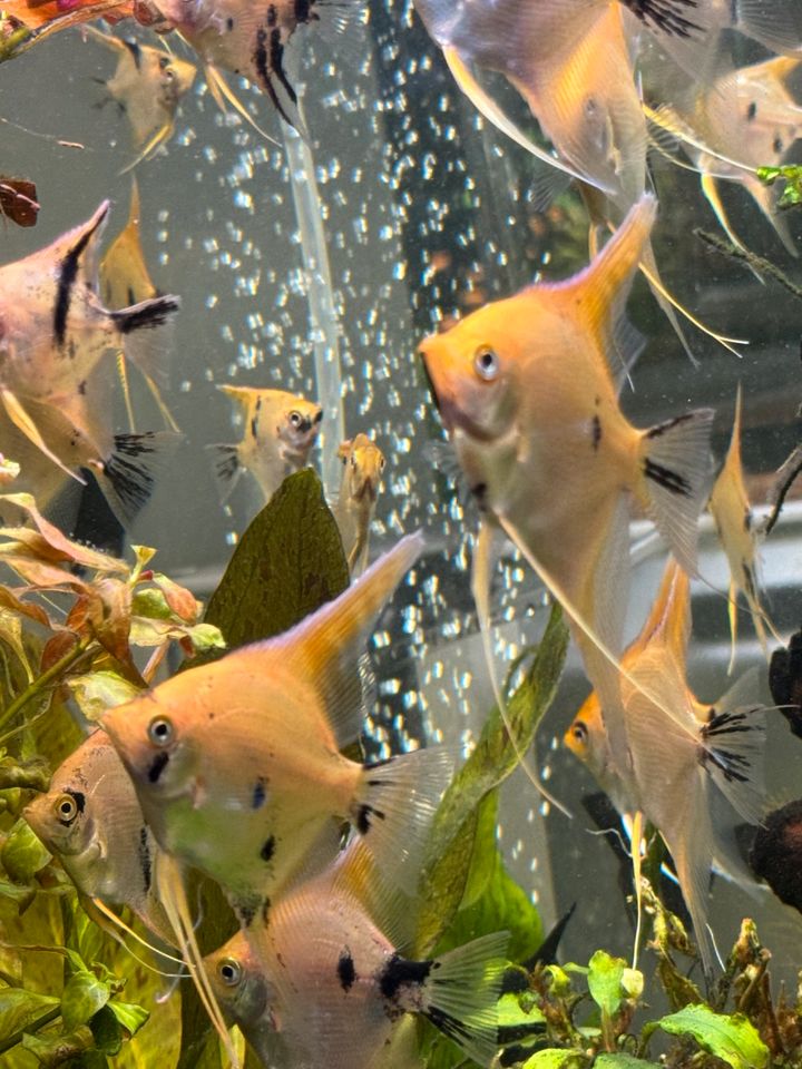 Schöne und große Skalar Jungtiere Aquarium Fische in Stuttgart