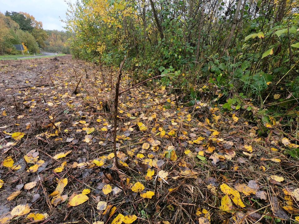 Mulcharbeiten, Forstmulchen, Rodung in Reiskirchen