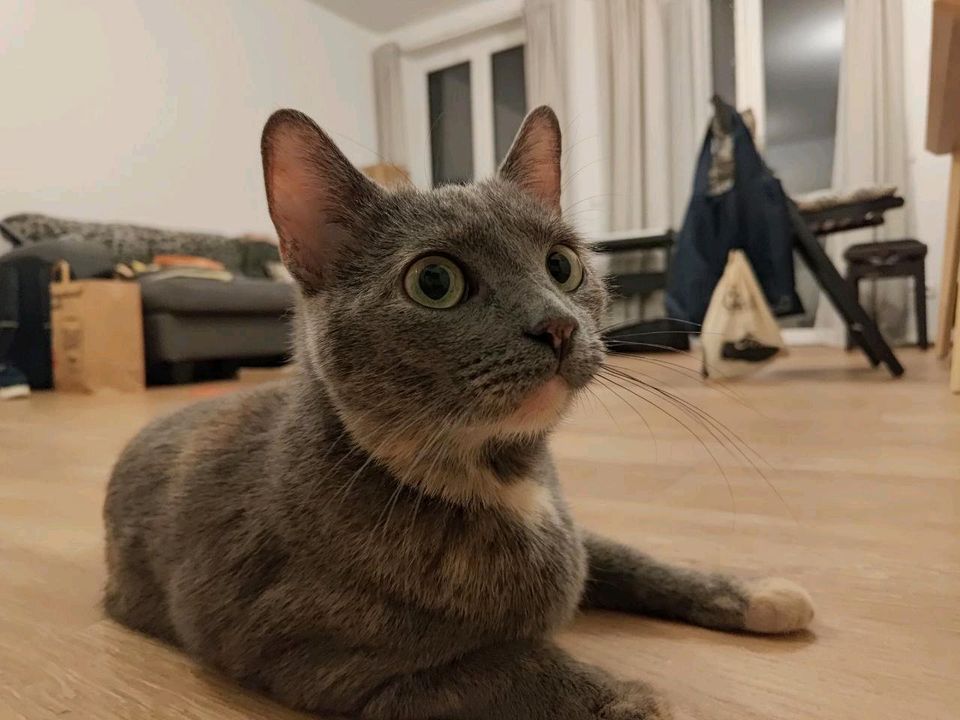 Wir suchen eine liebevolle Familie  für 2 Katzen in Berlin