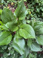 Hosta ventricosa,Glocken - Funkie, gewellte Blätter Niedersachsen - Zeven Vorschau