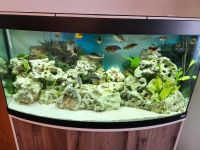 Fluval Vicenza Aquarium,260 Liter,komplett mit Besatz + Zubehör Leipzig - Lindenthal Vorschau