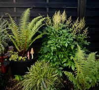 30 Samen Astilbe Japonica,Schatten,Halbschatten,Trocken Saarland - Großrosseln Vorschau