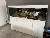 720l Aquarium Malawi Komplett Nordrhein-Westfalen - Weeze Vorschau