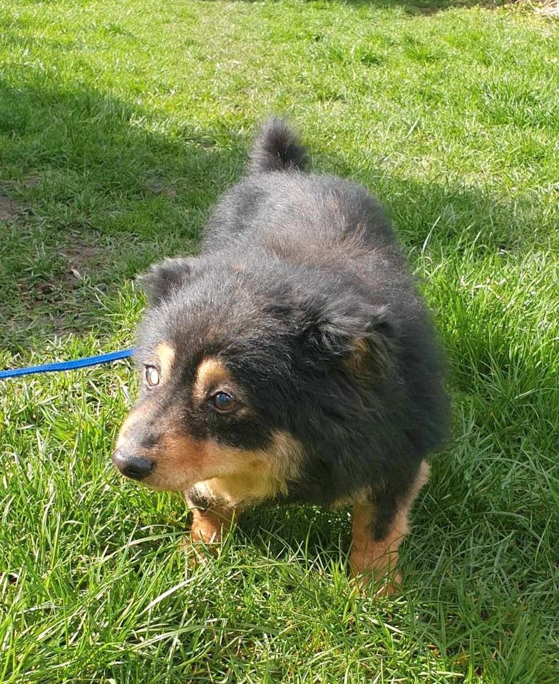 Mika, ca. 10 Jahre, 30 cm, fast blind kleine Hundepersönlichkeit in Dachau