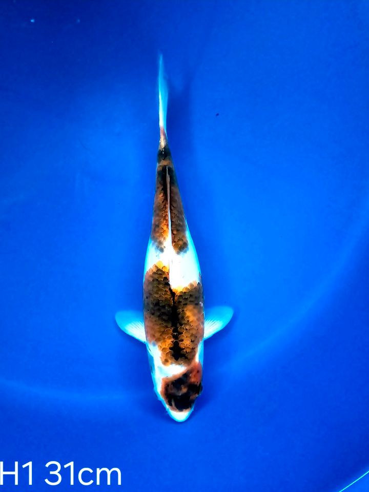 Koi Budo-Goromo 31cm H1-12 in Wadersloh