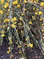 Verkaufe Winterjasmin Thüringen - Kölleda Vorschau