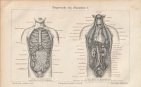 Lithografie Druck Eingeweide Organe des Menschen I-IV Vintage Köln - Ehrenfeld Vorschau