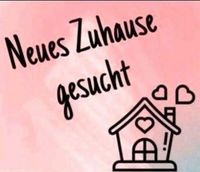 Nette deutsche Familie sucht 5 Zimmer whg oder Haus zur Miete Nordrhein-Westfalen - Marl Vorschau