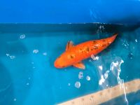 Koi -- 46cm Brandenburg - Brieselang Vorschau