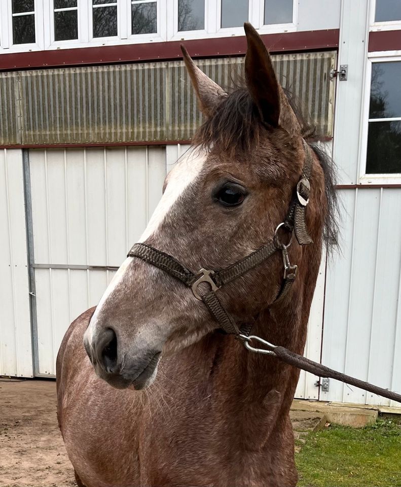 Mecklenburger Jährlings/ Stute Warmblut von Clarcon in Besitz