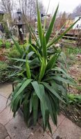 Yucca Palme Riesen Palmlilie ca. 1,3m Groß Gartenpflanze Sachsen - Haselbachtal Vorschau