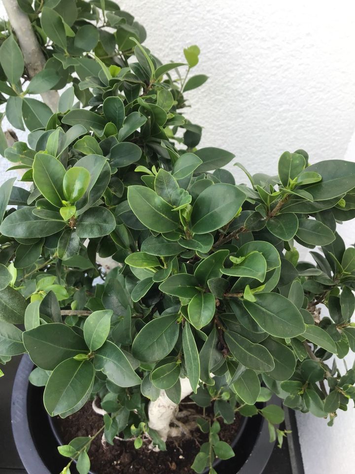 Ficus, Birkenfeige,Benjamin,Lorbeer-Feige,alte große Pflanze/Baum in Nauheim