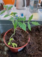 Tomaten Pflanzen Hessen - Naumburg  Vorschau