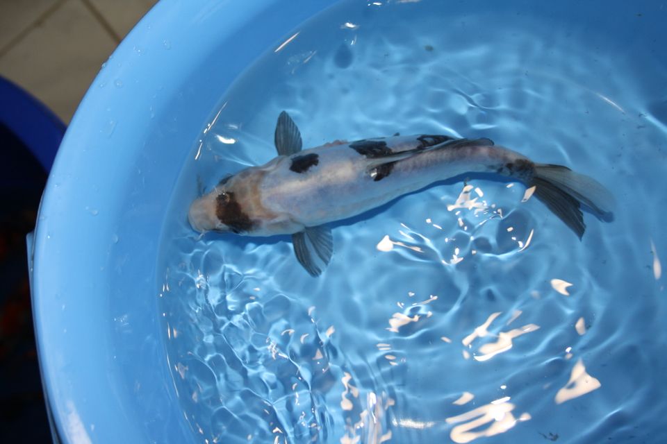 Japanische Koi bei KoiKeil vom Züchter Miyatora in Vechelde