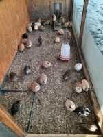 Wachtel Eier und Wachtel geschlachtet Bayern - Wernberg-Köblitz Vorschau